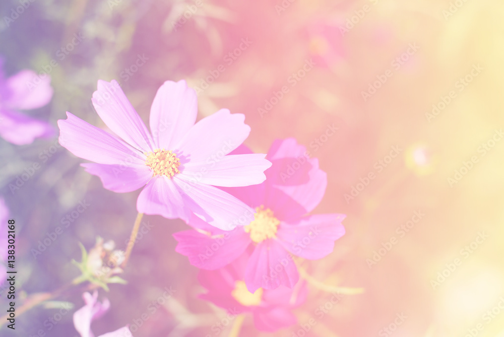 cosmos flowers nature vintage tone background and wallpaper
