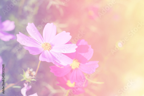 cosmos flowers nature vintage tone background and wallpaper 