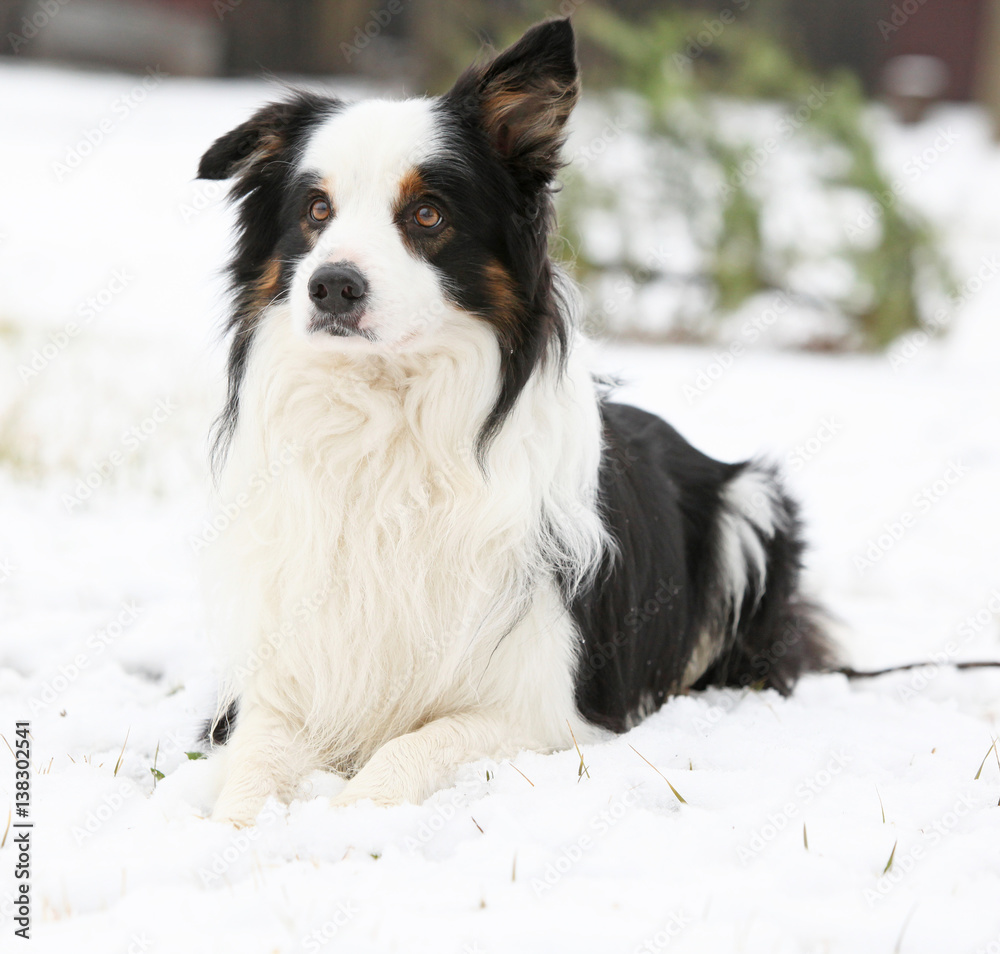 Border collie in winter