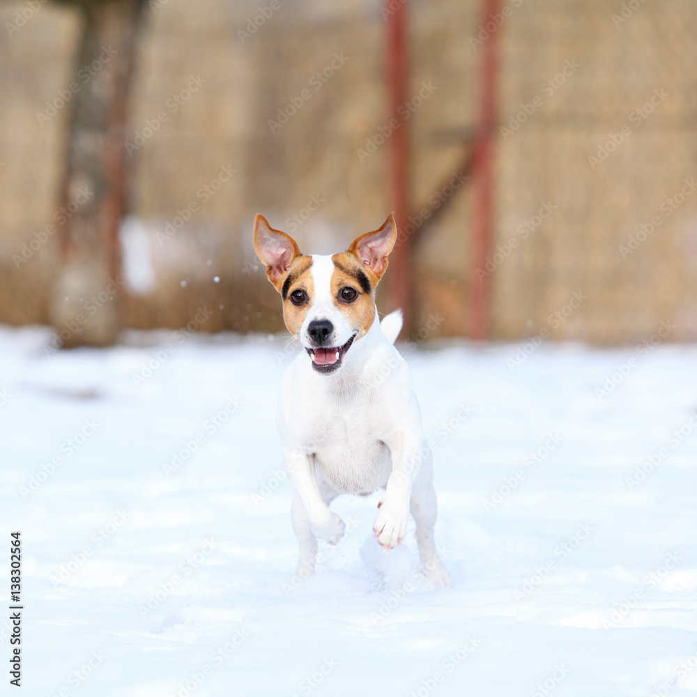 Jack russell terrier jumping in winter Jack russell terrier jumping in winter