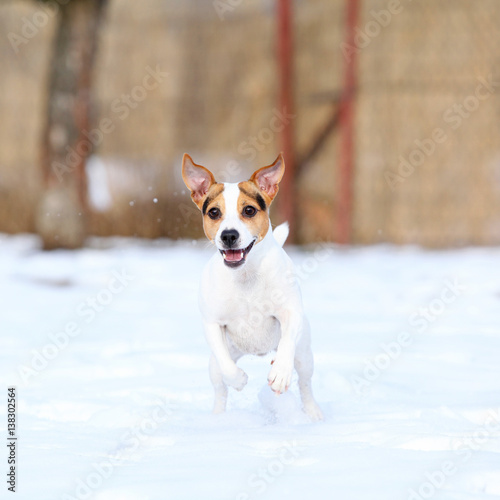 Jack russell terrier jumping in winter