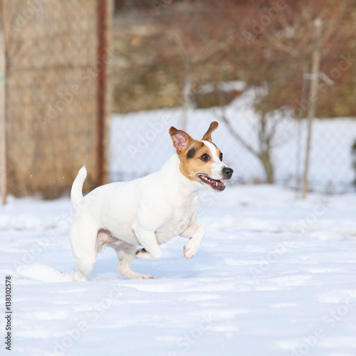Fototapeta Naklejka Na Ścianę i Meble -  Jack russell terrier jumping in winter