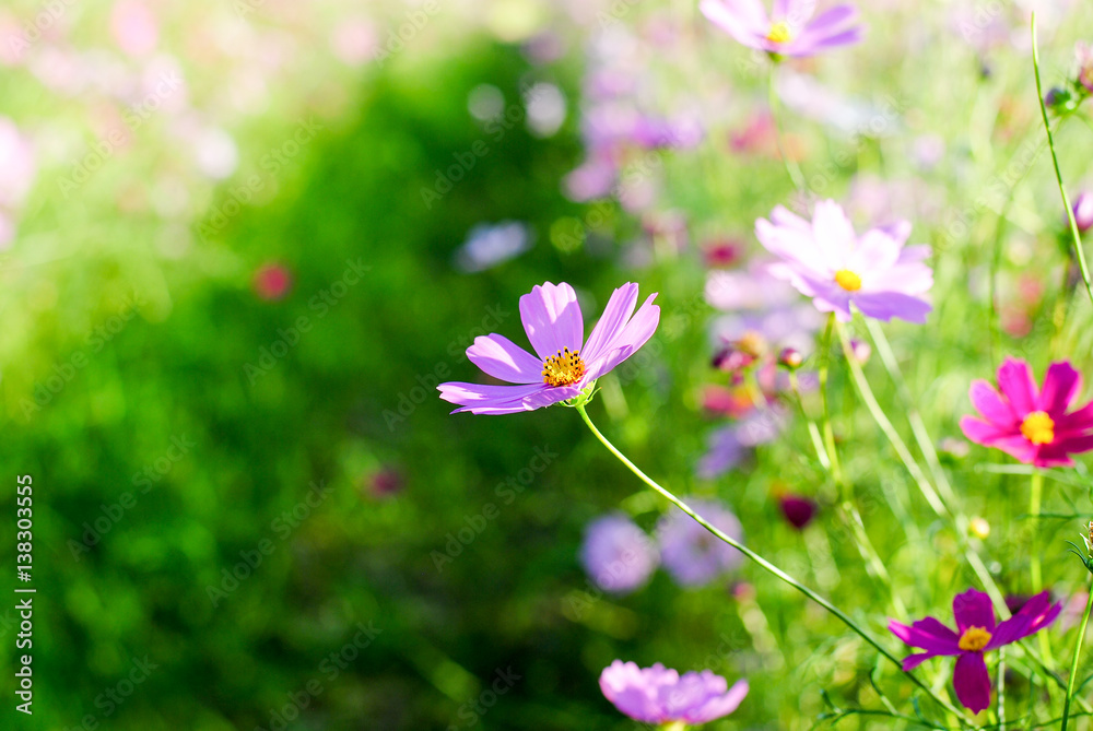 pink cosmos flowers background wallpaper nature summer
pink cosmos flowers background wallpaper nature summer