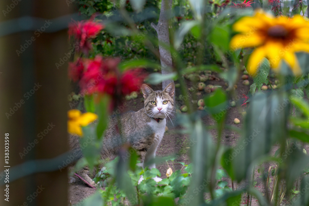 purebred cat hunting in the garden in summer