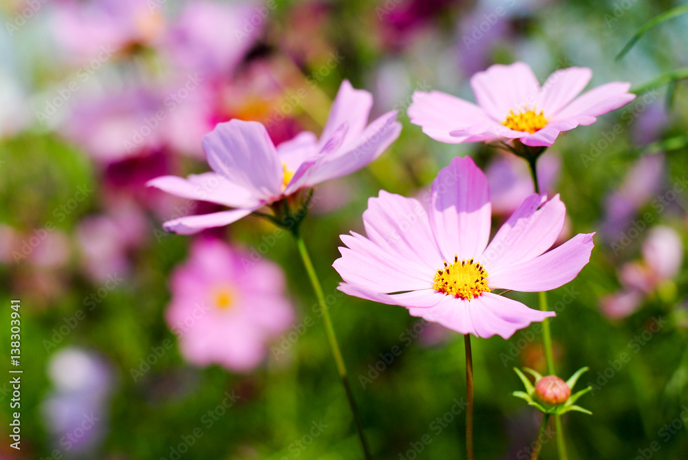pink cosmos flowers background wallpaper nature summer
pink cosmos flowers background wallpaper nature summer