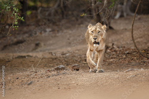 Asiatic lion female in the nature habitat in Gir national park in India/lioness is walking towards photographer, panthera leo persica, indian wildlife, gir wildlife sanctuary