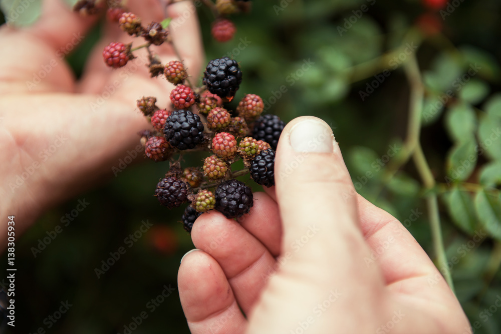 Blackberry. Closeup view of wet blackberry's bunch and man's hands over green leaves. Autumn forest berry after rain, soft focus, image toned. Blackberry. Closeup view of wet blackberry's bunch and man's hands over green leaves. Autumn forest berry after rain, soft focus, image toned.