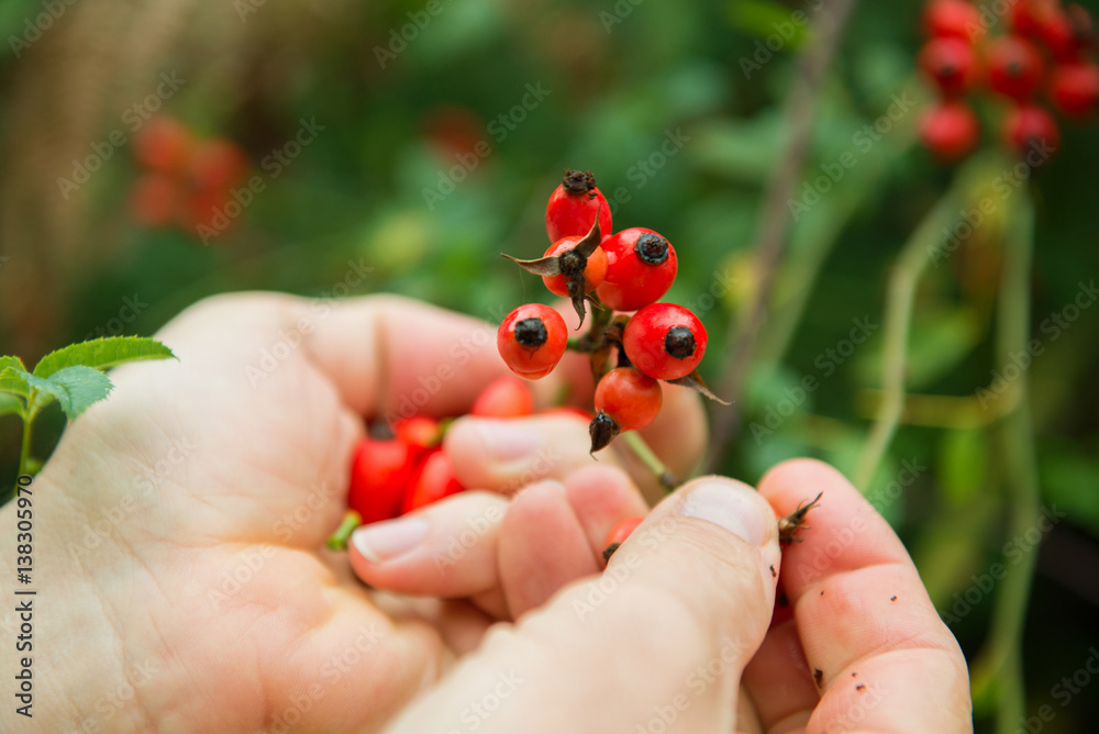 Dogrose. Closeup view of wet rosehip's bunch and man's hands over green leaves. Autumn forest berry after rain, soft focus, image toned. Dogrose. Closeup view of wet rosehip's bunch and man's hands over green leaves. Autumn forest berry after rain, soft focus, image toned.