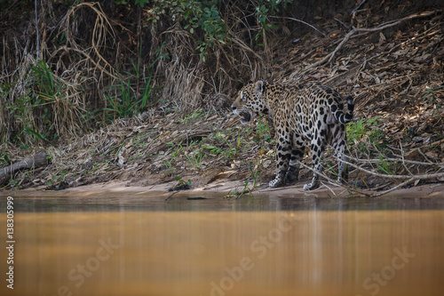 American jaguar is walking by the river in the nature habitat, panthera onca, wild brasil, brasilian wildlife, pantanal, green jungle, big cats