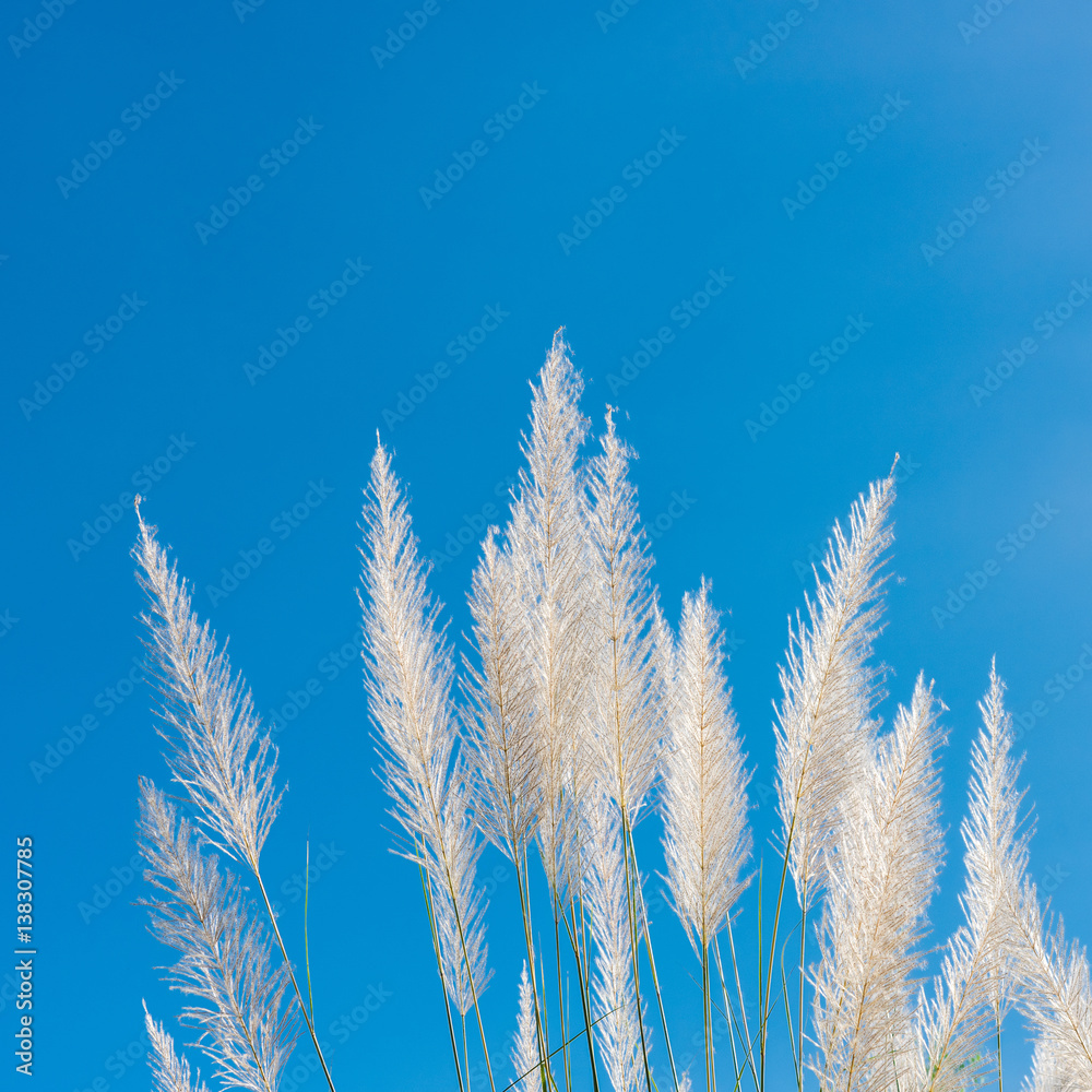 Wind blowing through flower grass with blue sky Wind blowing through flower grass with blue sky