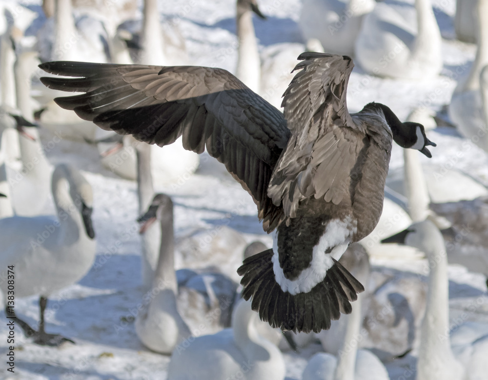Obraz premium Goose diving in