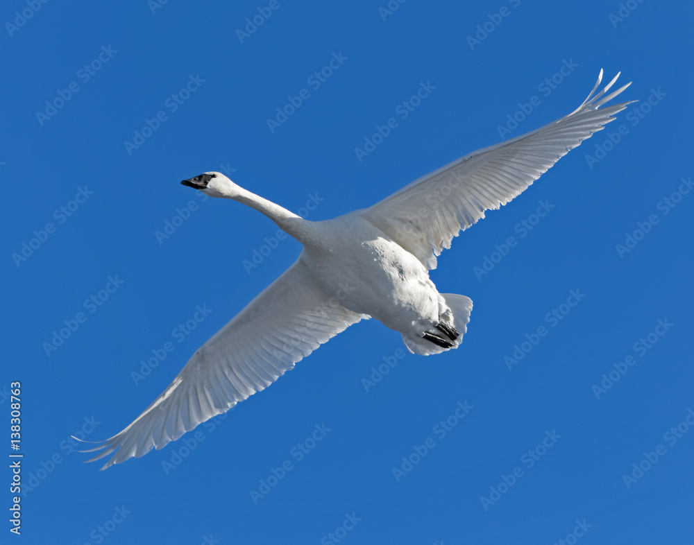 Fototapeta premium Trumpeter swan in flight
