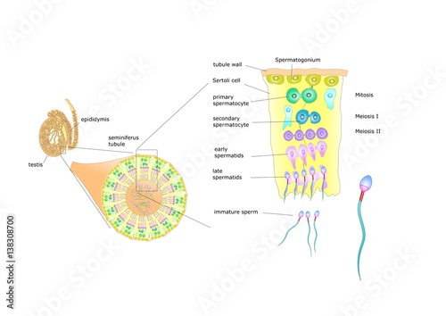 spermatogenesis