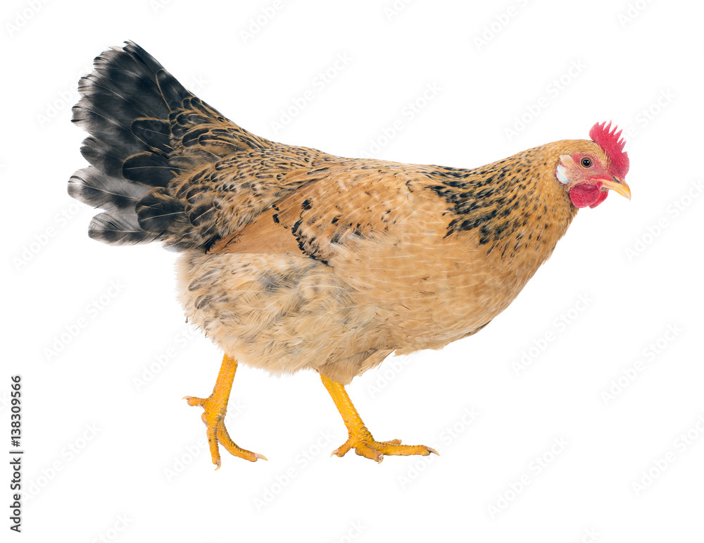 Fototapeta premium Graceful chicken laying hen, red color. Isolated.Series photos