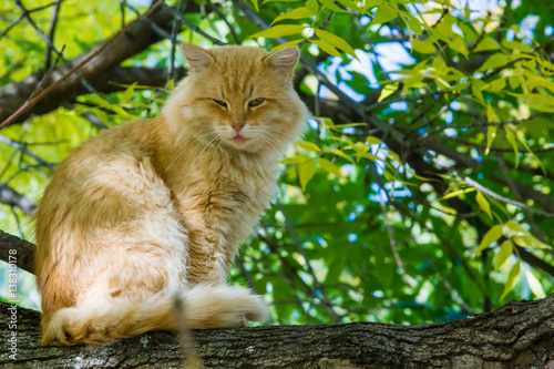 cat sitting in a tree. a small domesticated carnivorous mammal with soft fur, a short snout, and retractile claws. It is widely kept as a pet or for catching mice, photo
