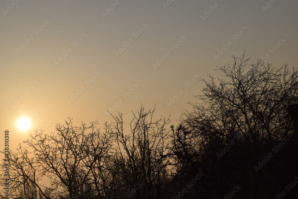 The dawn the sun the trees The dawn the sun the trees