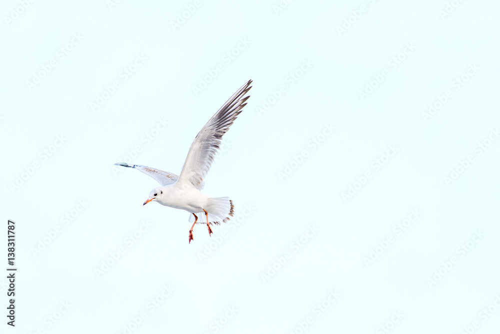 Obraz premium White seagull in the sky against a background of clouds. Sea bird.