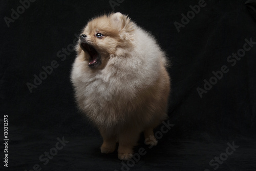 photo of pomeranian shpitz dog standing with open mouth on black background