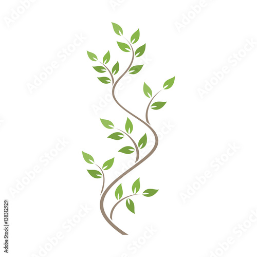 Natural ornamentation with green ivy on white background
