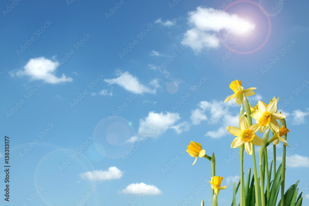 daffodils and blue sky with copy space