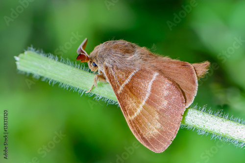 Large brown butterfly macrothylacia rubi sits on a green stalk of grass. photo