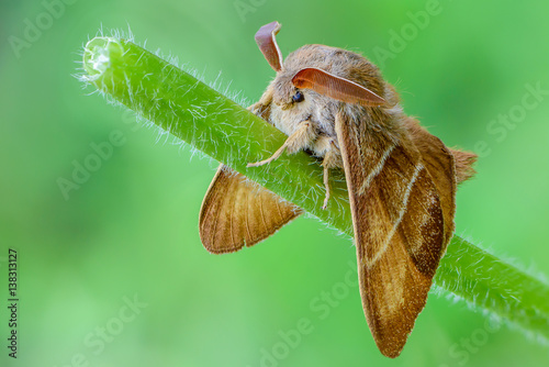 Large brown butterfly macrothylacia rubi sits on a green stalk of grass. photo