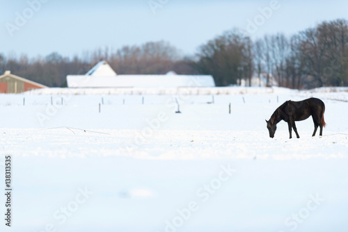 Solitary horse standing in snowy meadow. Geesteren. Achterhoek. Gelderland. The Netherlands.