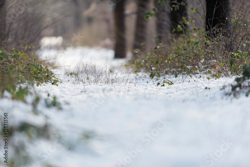 Bushes in snow on path in winter forest. © ysbrandcosijn