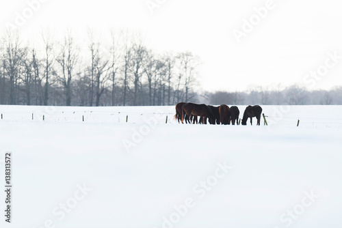 Herd of horses standing together in snow. © ysbrandcosijn