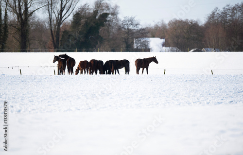 Herd of horses standing together in snow.