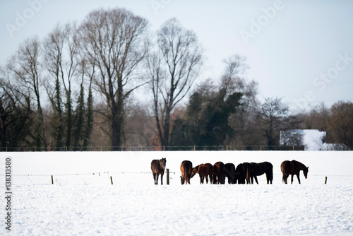 Herd of horses standing together in snow.