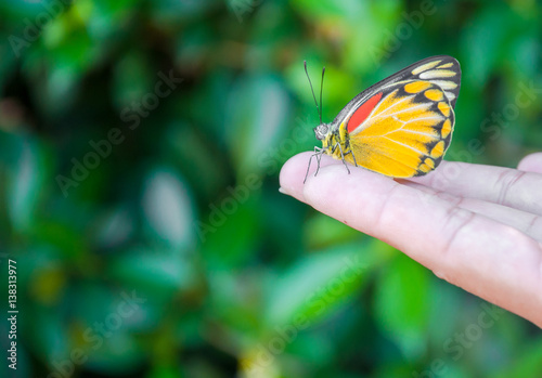 Photography yellow butterfly is on hand among nature background
