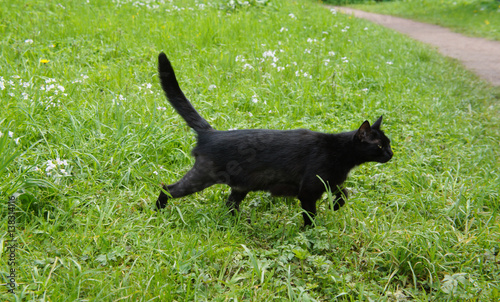 Funny black cat hunt in green grass