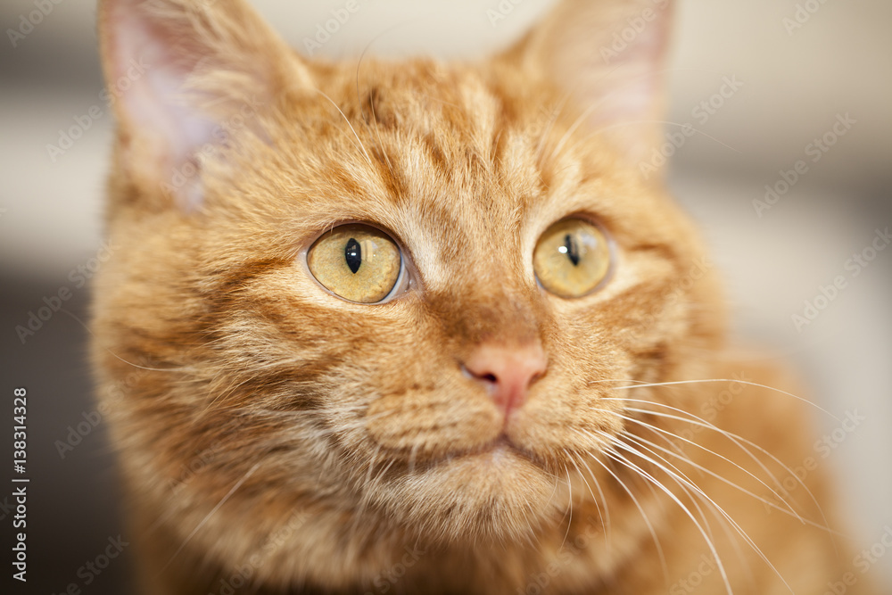 ginger cat's face.closeup, selective focus ginger cat's face.closeup, selective focus