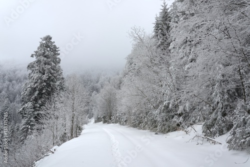 Forets vosgiennes en hiver