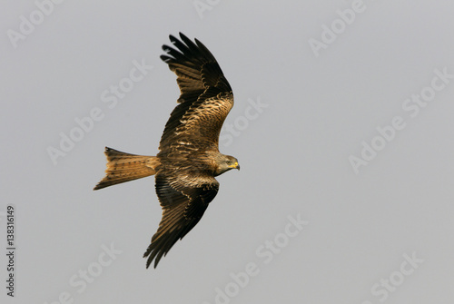 Adlult of Red kite fying. Milvus milvus. © Jesus