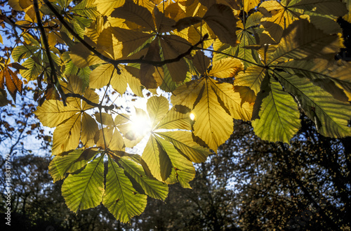 Photography Chestnut, autumn colours, Austria, Vienna, 18. district, Tuerken