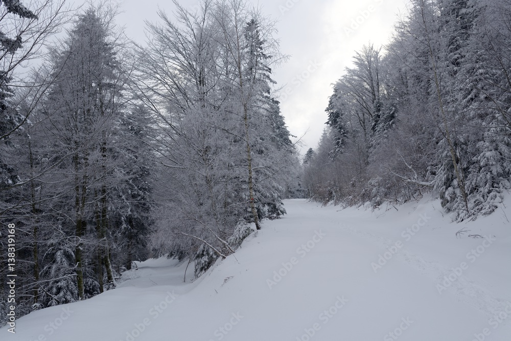 Fototapeta premium Forets vosgiennes en hiver