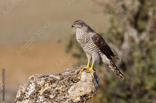 Two years old male of Northern goshawk. Accipiter gentilis