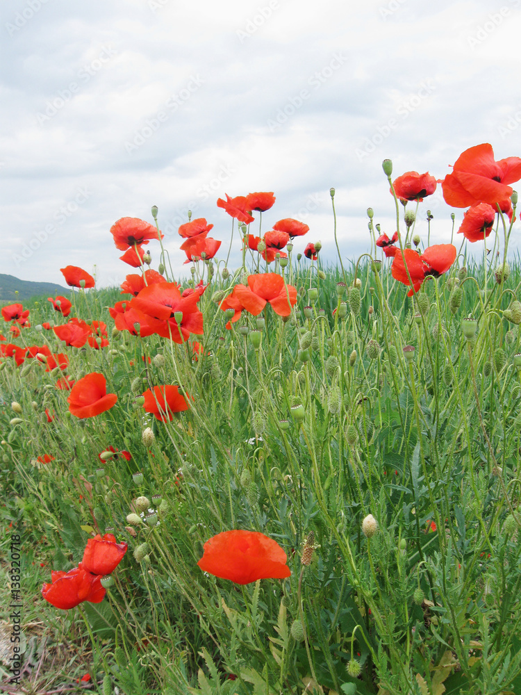 Naklejka premium red poppy flowers closeup