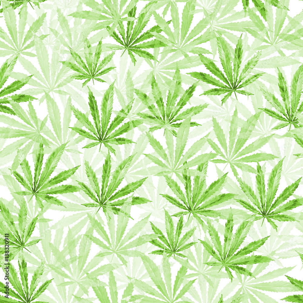 Green Cannabis leaves on white background