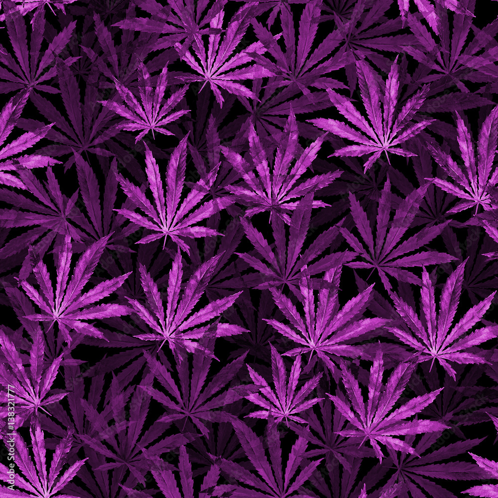 Purple Cannabis leaves on black background Purple Cannabis leaves on black background