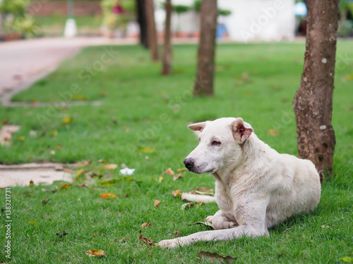 Stray dog have scars lying on green grass with blurred background