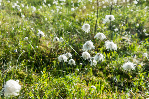 Tuvull på en myr utanför Luleå photo