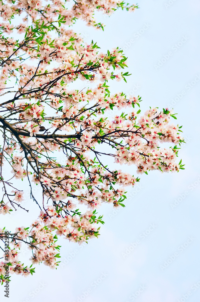 lush bunch of almond flowers. soft focus. Delicate, pink, white, flower, leaf, natural background in the garden. In the background blurred branches with flowers of almond. Spring day.
lush bunch of almond flowers. soft focus. Delicate, pink, white, flower, leaf, natural background in the garden. In the background blurred branches with flowers of almond. Spring day.