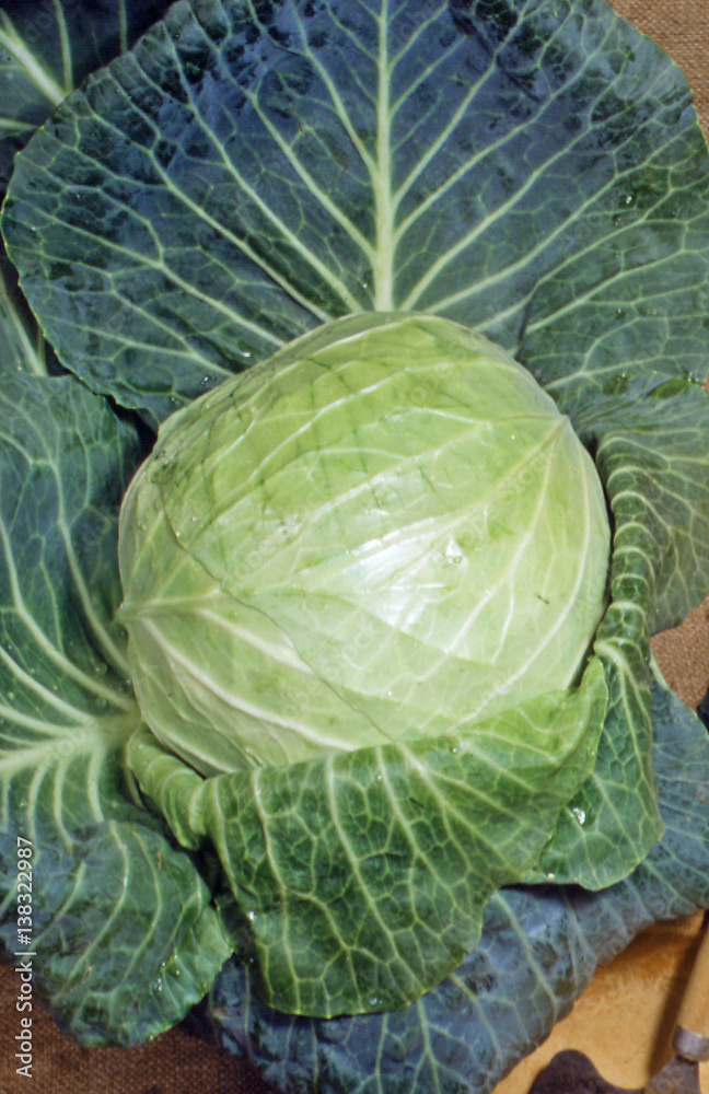 Fototapeta premium Fresh cabbage harvest