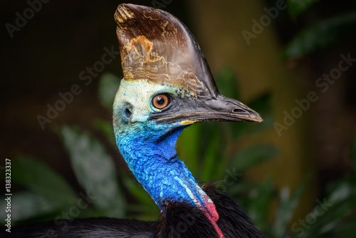 Portrait of Southern cassowary photo