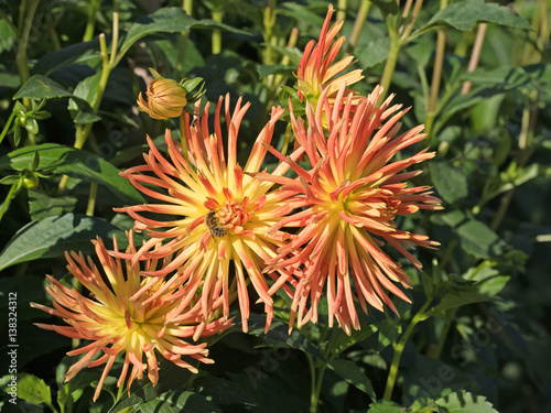 Dahlien, Dahlias