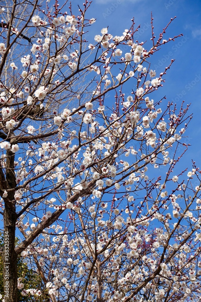 梅の花 梅の花