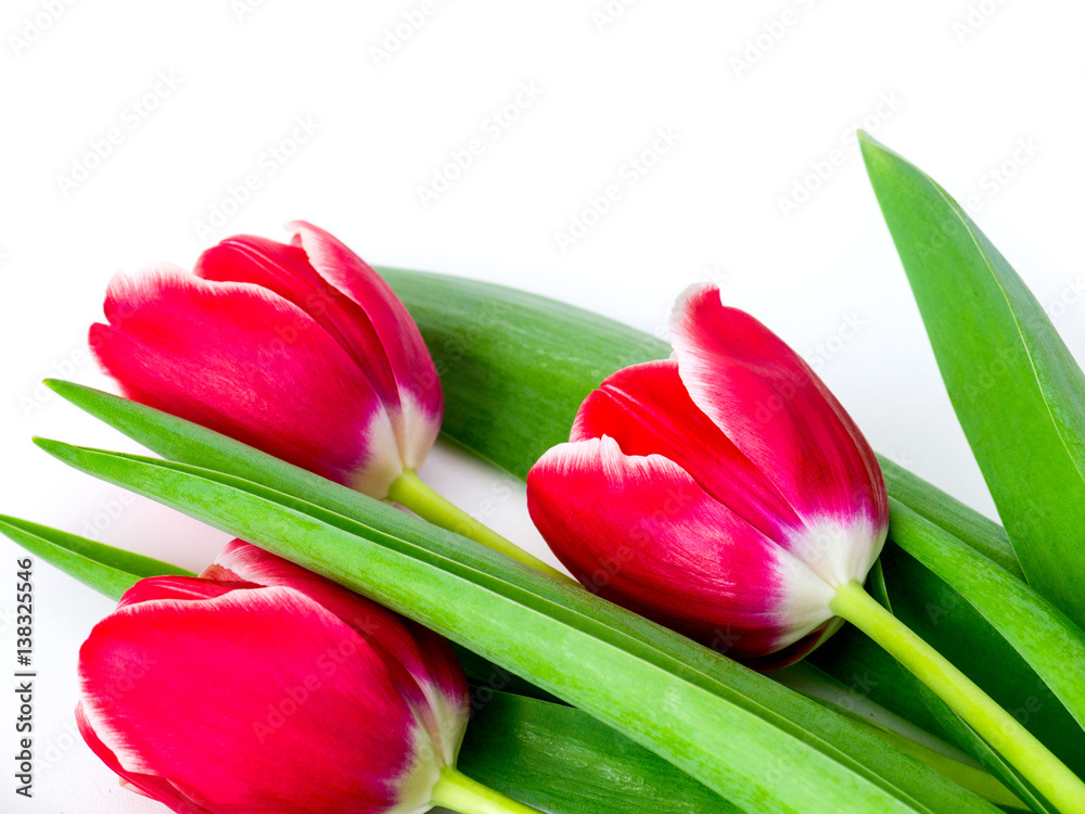 spring flowers tulips isolated on white background spring flowers tulips isolated on white background